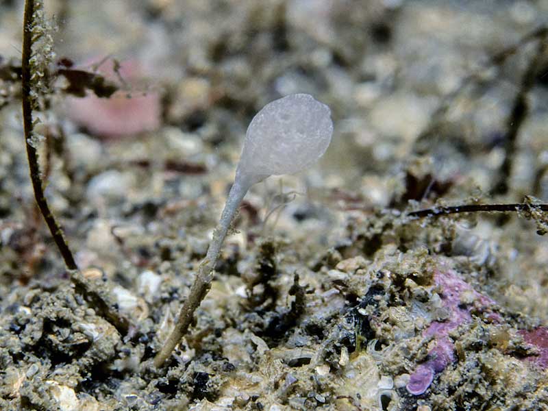 Guancha lacunosa